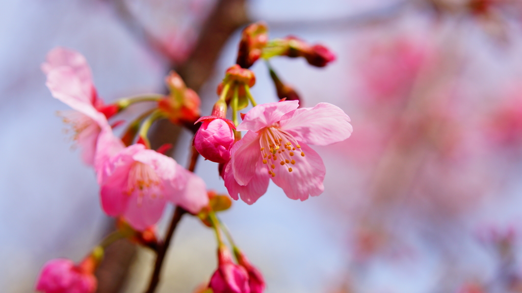 シリーズ桜12：ヨウコウ（陽光）