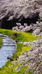 うららかな散歩道