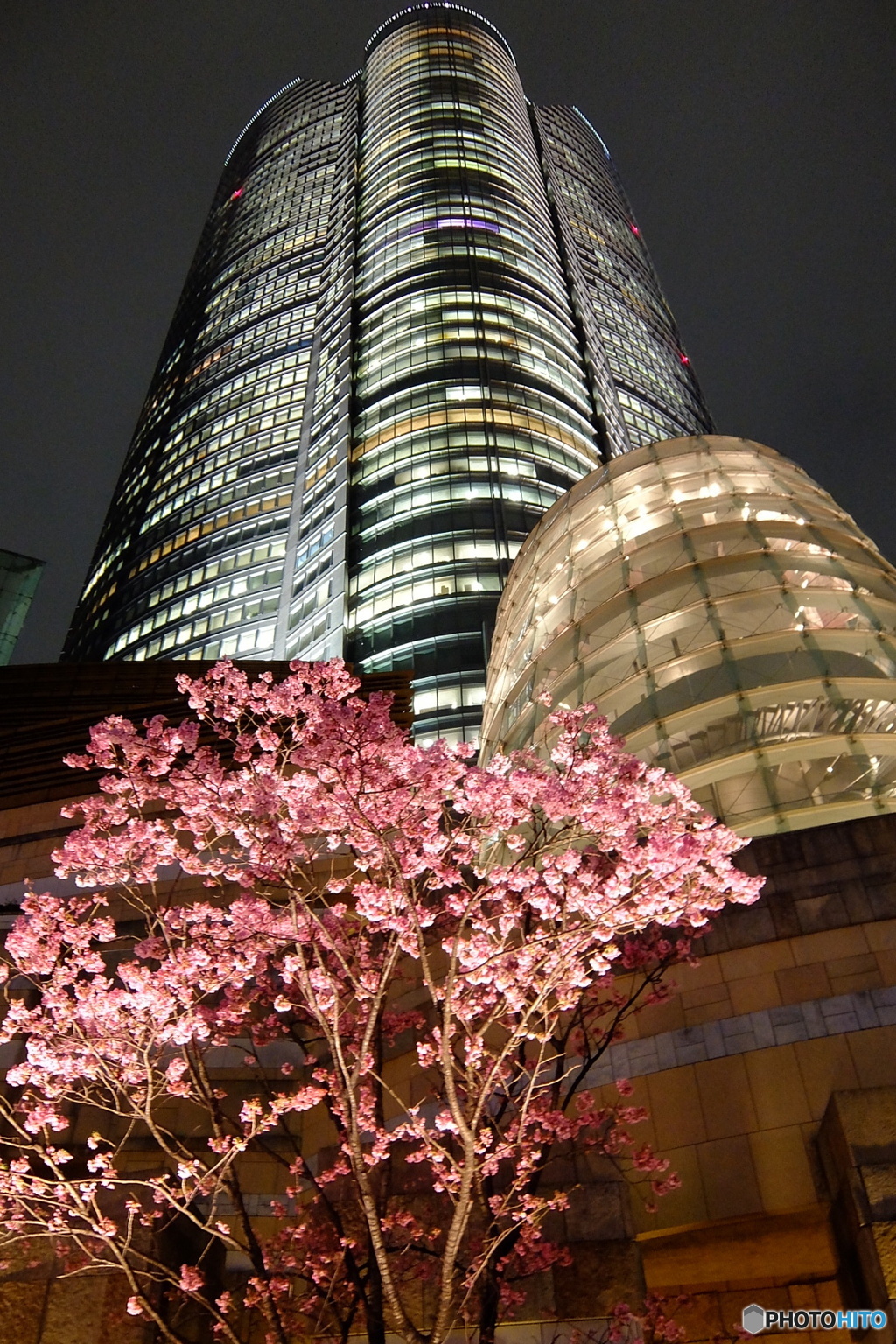 ヒルズ夜桜-3