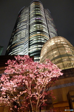 ヒルズ夜桜-3