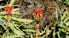 メジロwithアロエ (1)