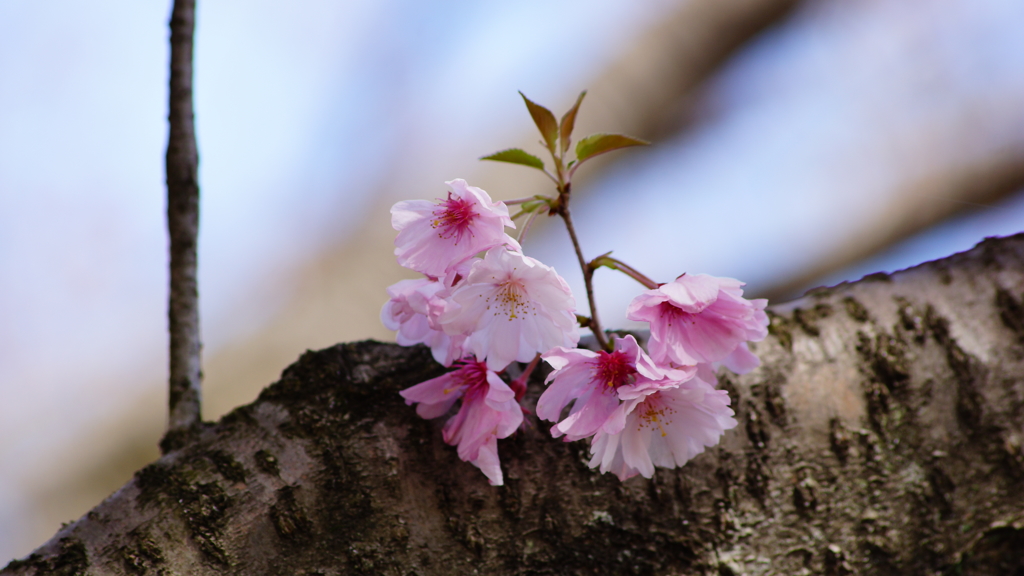 シリーズ桜13：ヤエベニヒガン（八重紅彼岸）