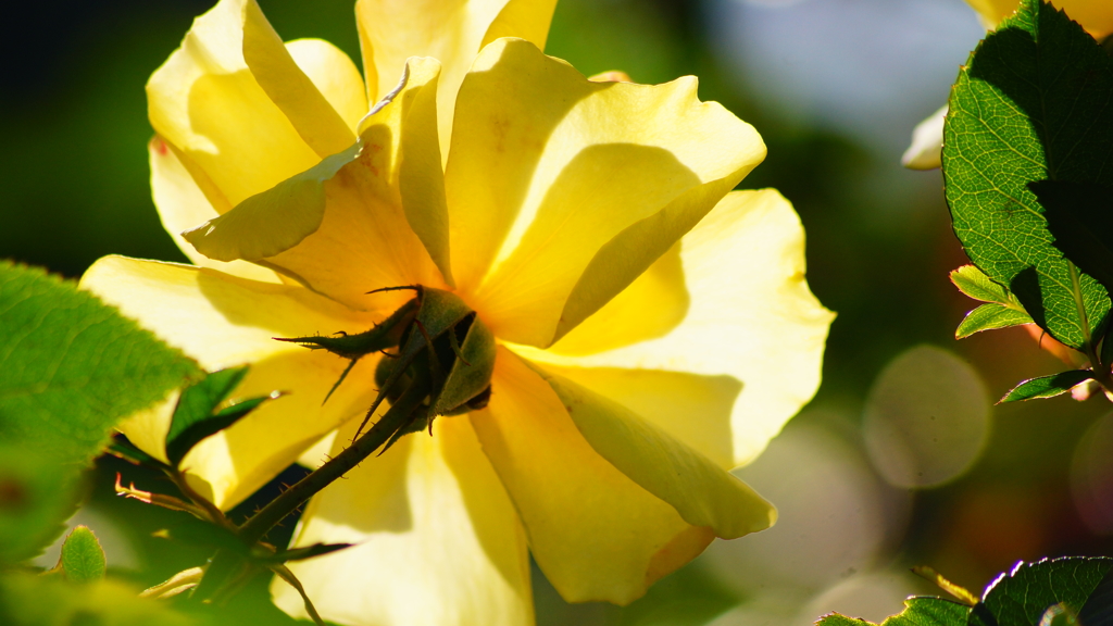 透かしてみれば