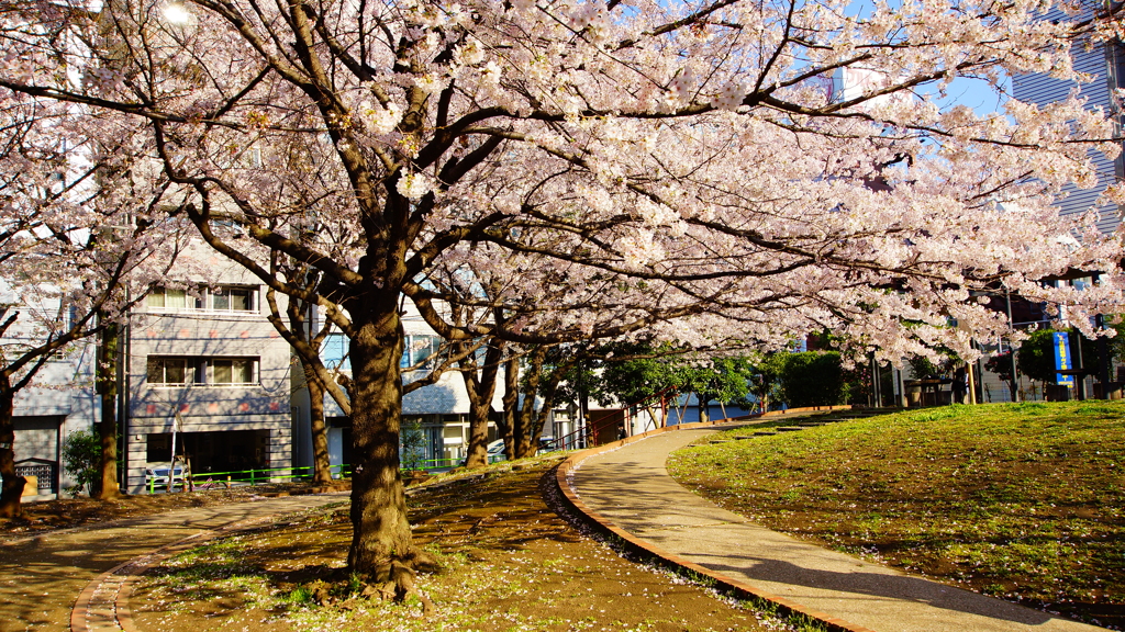 spring of a park