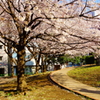 spring of a park