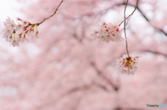 桜花