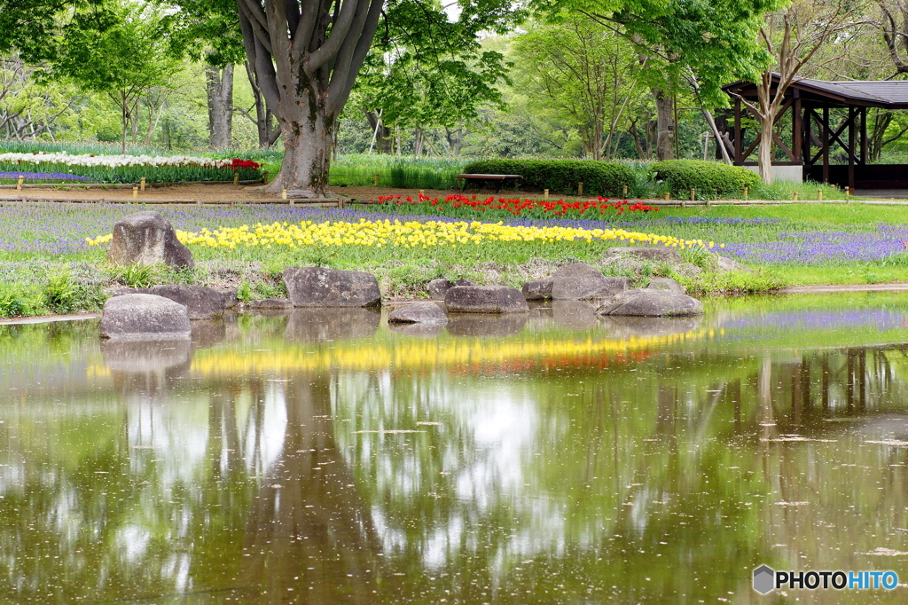 20160423　昭和記念公園70mm (14)