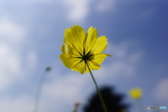 久しぶりの青空！