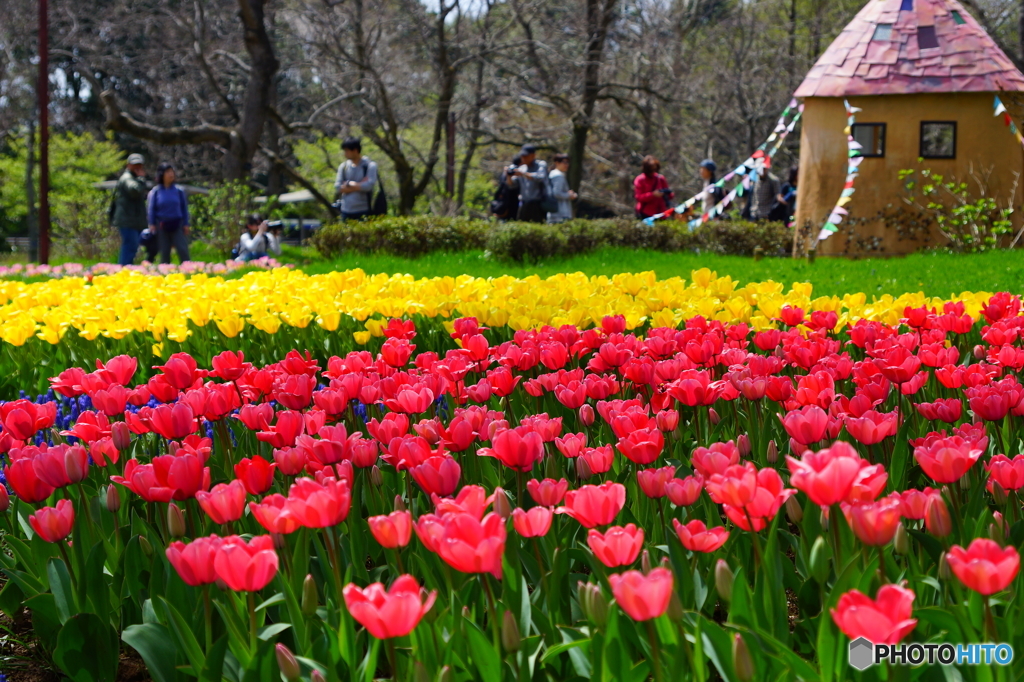 spring garden