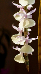 at the Orchid Exhibition (2)