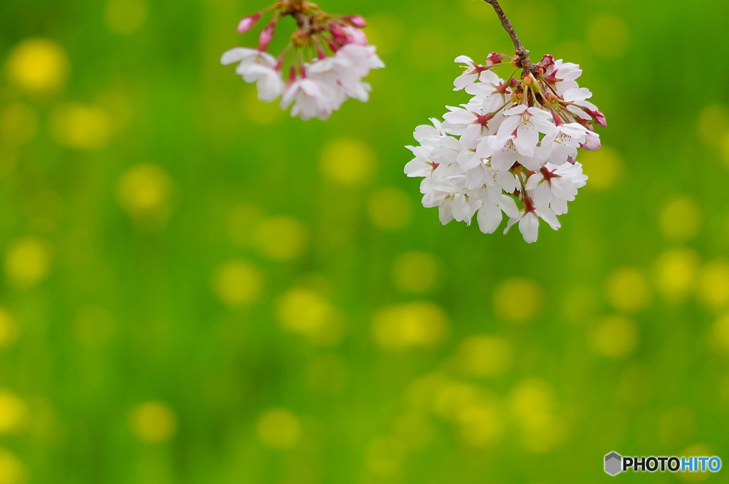 染井吉野　咲きました。