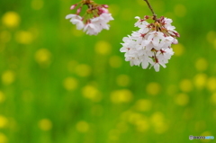 染井吉野　咲きました。