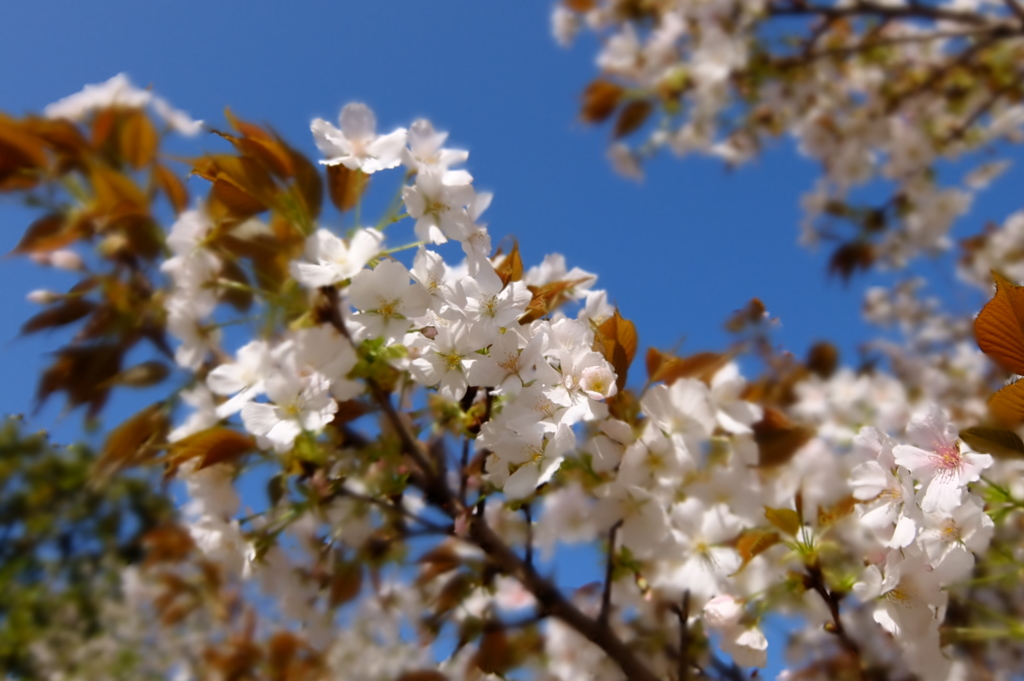 桜　駿河台匂（スルガダイニオイ）