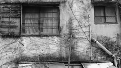 quiet color#360