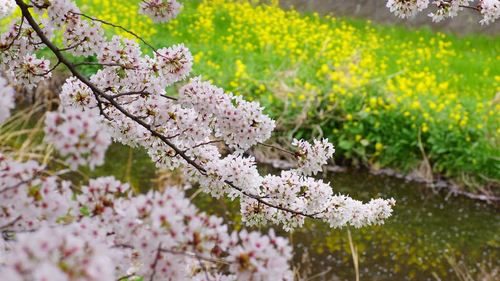 最後の花見かな