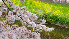 最後の花見かな