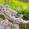 最後の花見かな