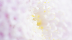 70mmMacro　テスト撮影してみた。その２