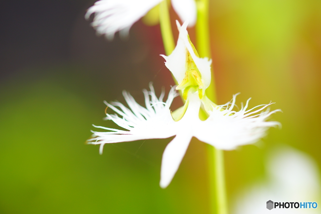 昭和記念公園　サギ草フェア３