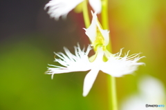 昭和記念公園　サギ草フェア３