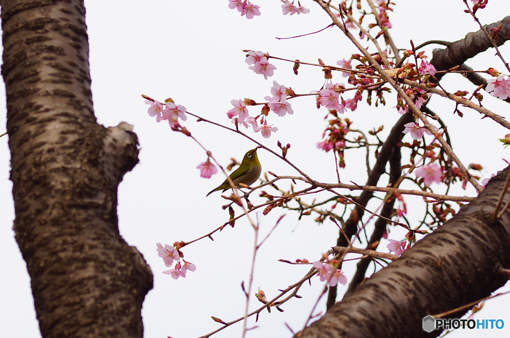 目白桜
