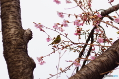 目白桜