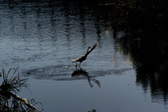 Dance on the river4~ダイサギ