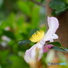 雨～椿３