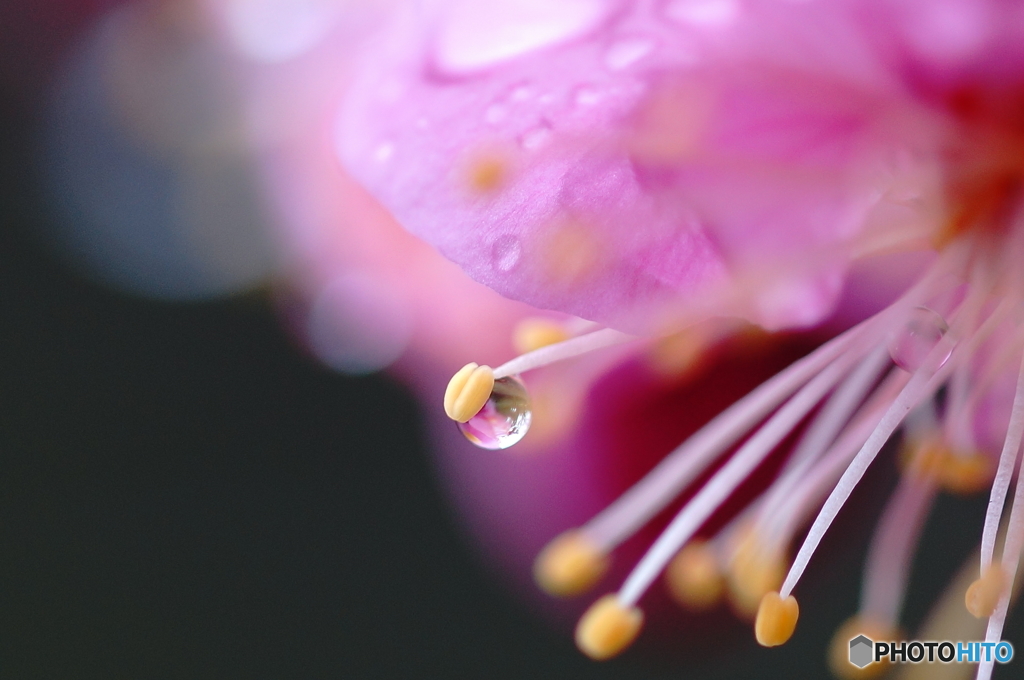 Small world in the drop