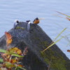 ジョウビタキ