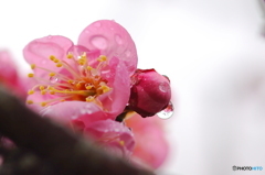 水滴の中の小さな梅