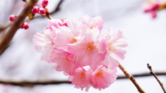 シリーズ桜13：ヤエベニヒガン（八重紅彼岸）