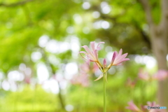 夏水仙