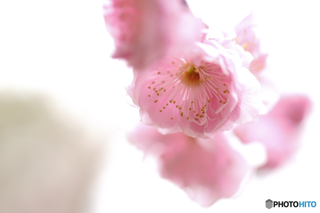 河津桜