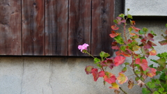quiet color#172