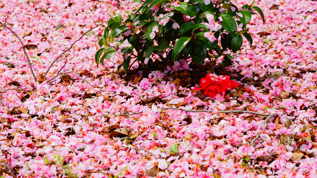 桜に埋もれ