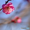 錦光