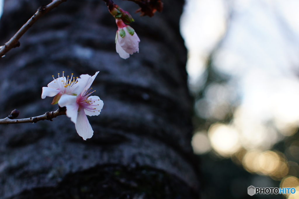 梅で始まり桜で締める