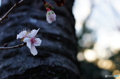 梅で始まり桜で締める