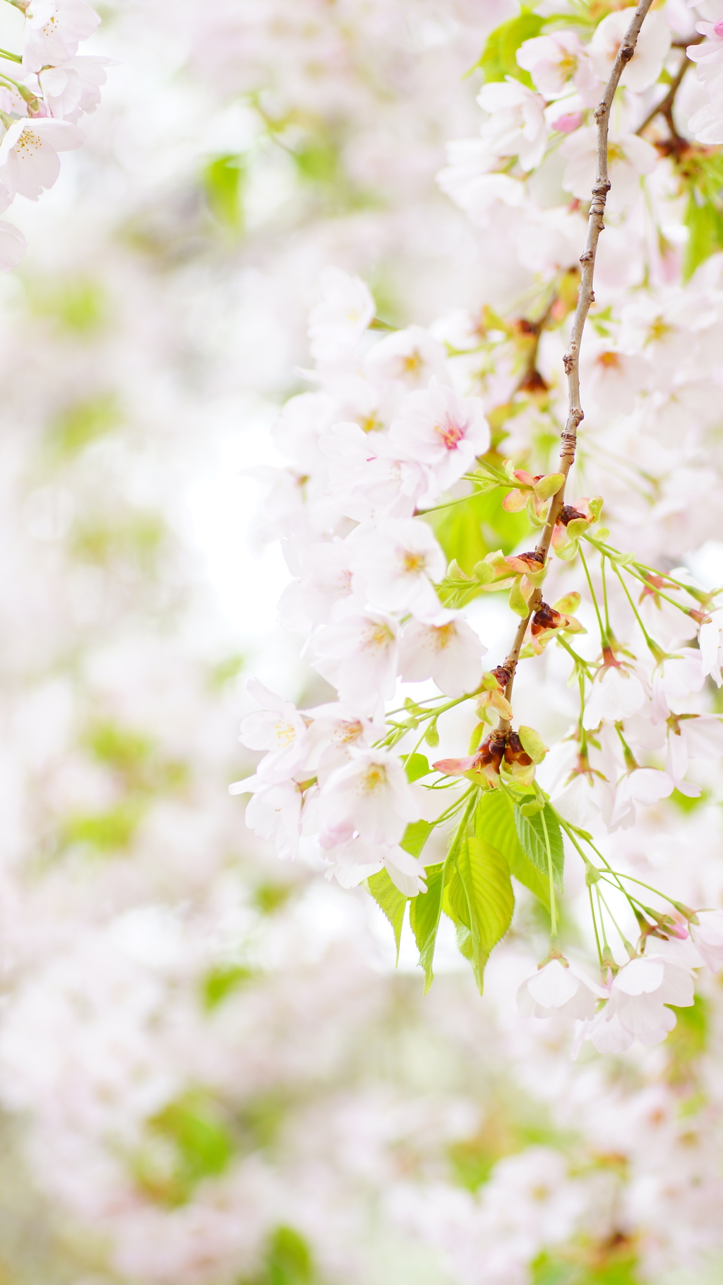 大島桜