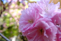 桜　寒山（カンザン）