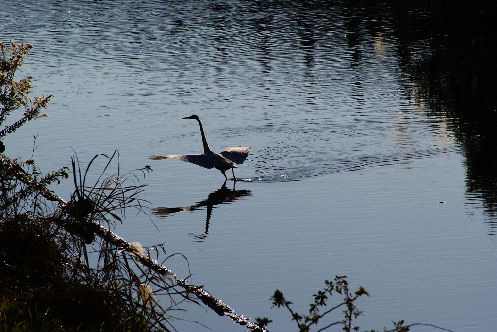 Dance on the river1~ダイサギ