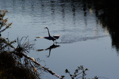 Dance on the river1~ダイサギ