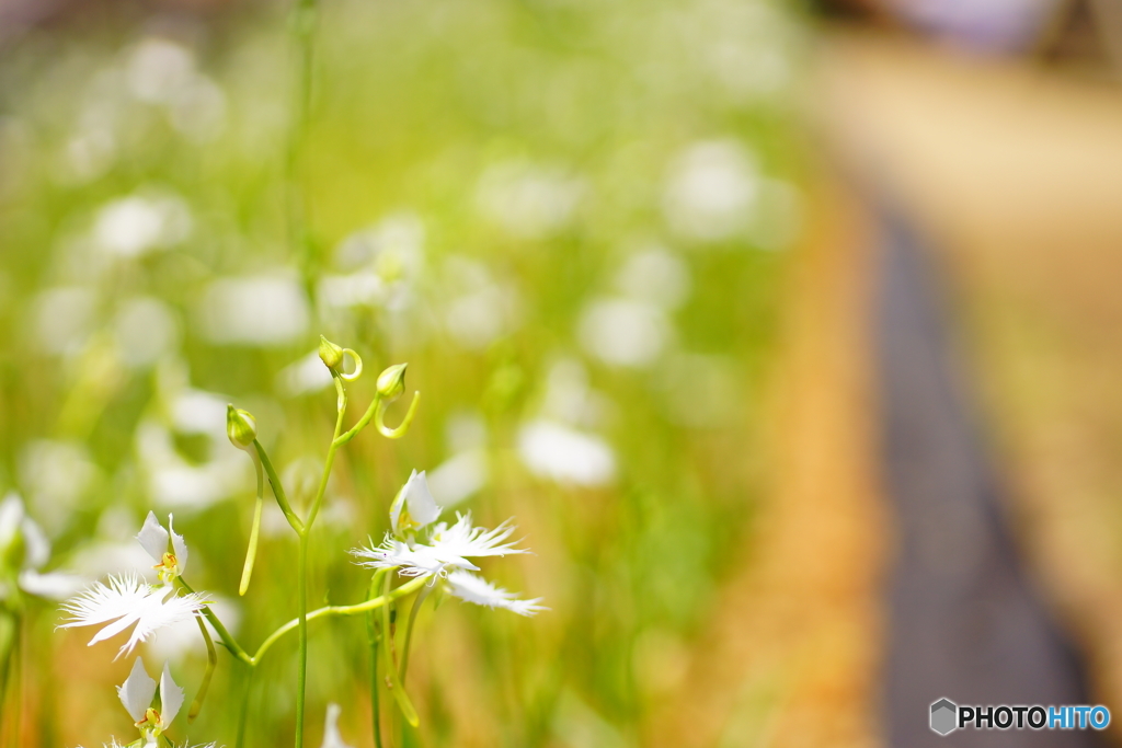 昭和記念公園　サギ草フェア５