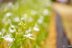昭和記念公園　サギ草フェア５