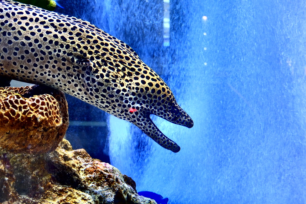 ソニービル with 美ら海水族館