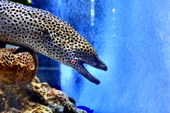 ソニービル with 美ら海水族館