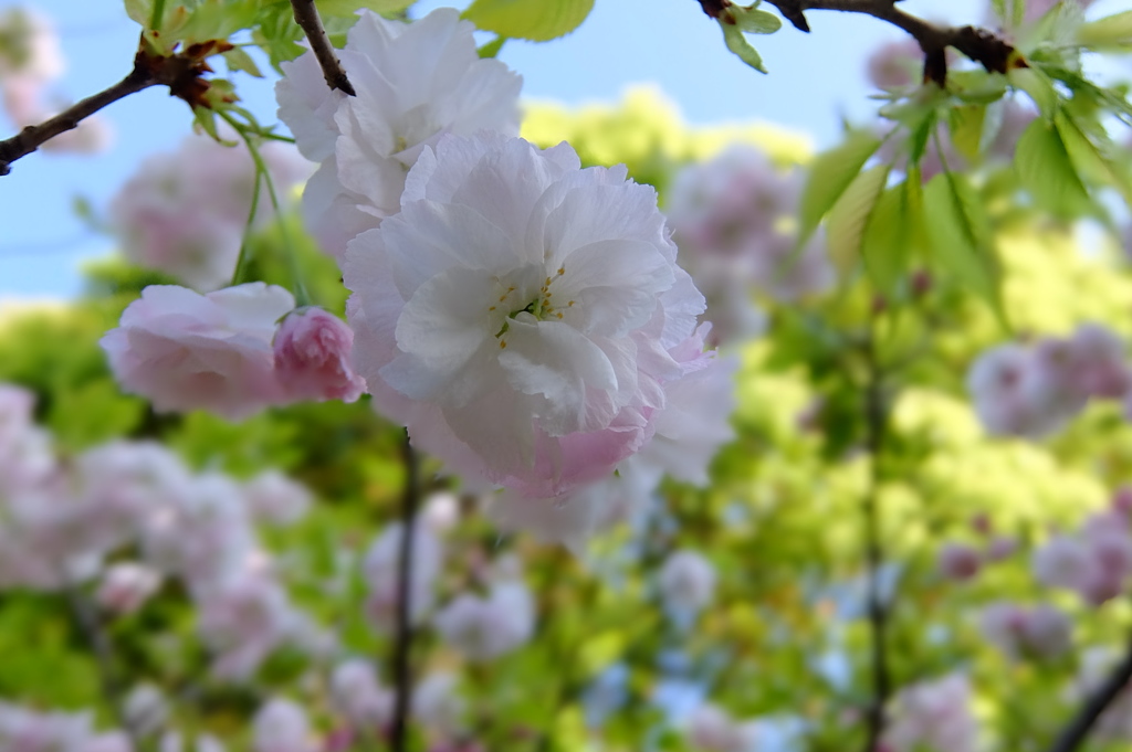 桜　松月（ショウゲツ）