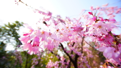 シリーズ桜9：ベニシダレ（紅枝垂）