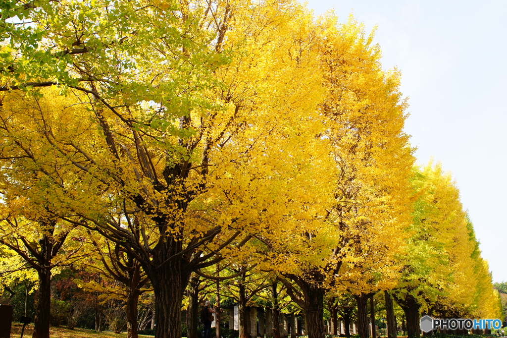 20151107昭和記念公園 (17)